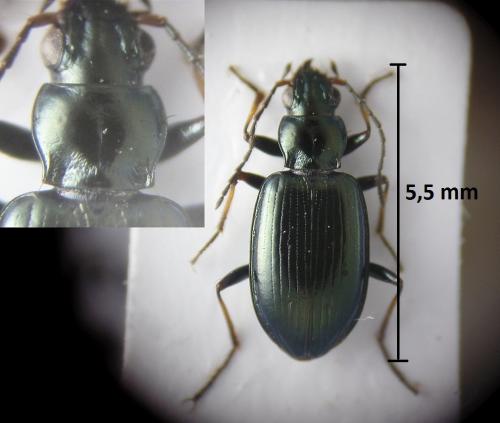 Réf. 212 002 : Bembidion geniculatum geniculatum